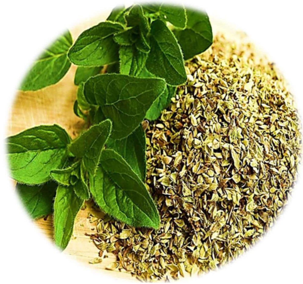 Oregano