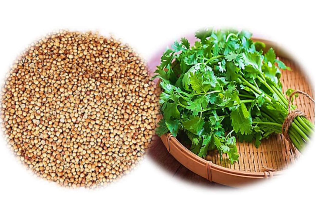 Coriander