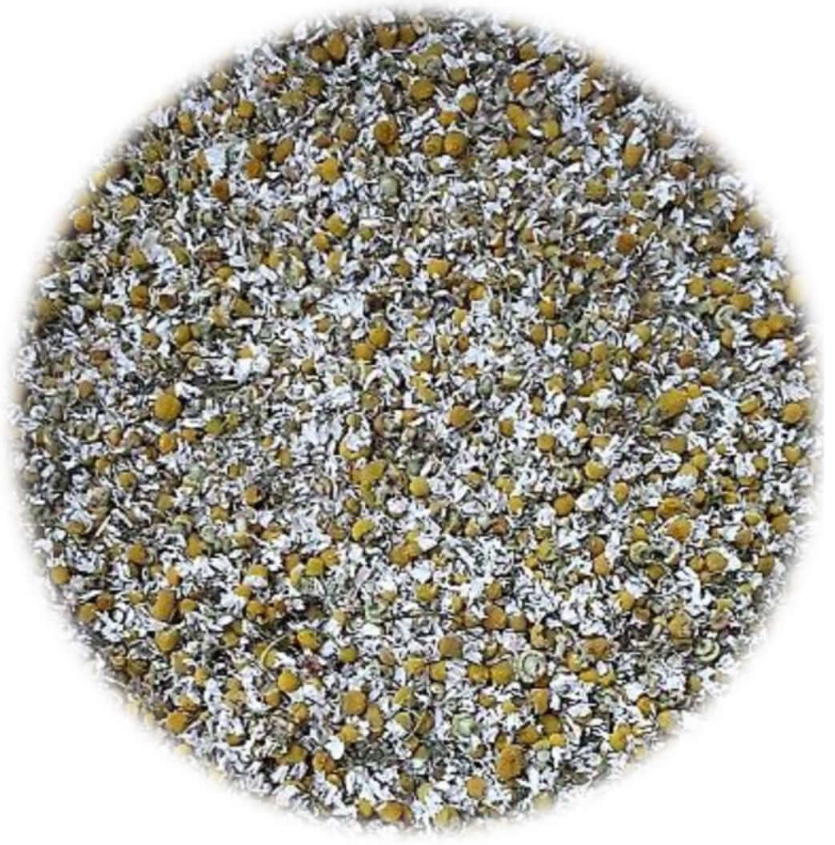 Chamomile